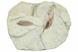 Two Miocene Fossil Leaves (Cinnamomum) - Augsburg, Germany #254137-1